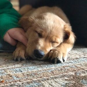 Meet your Posher, Thomas